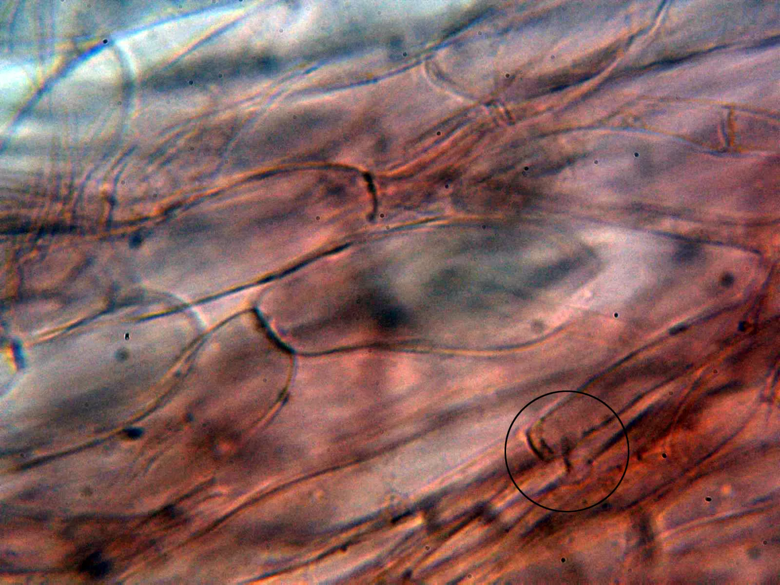 10 - Pieipellis 2